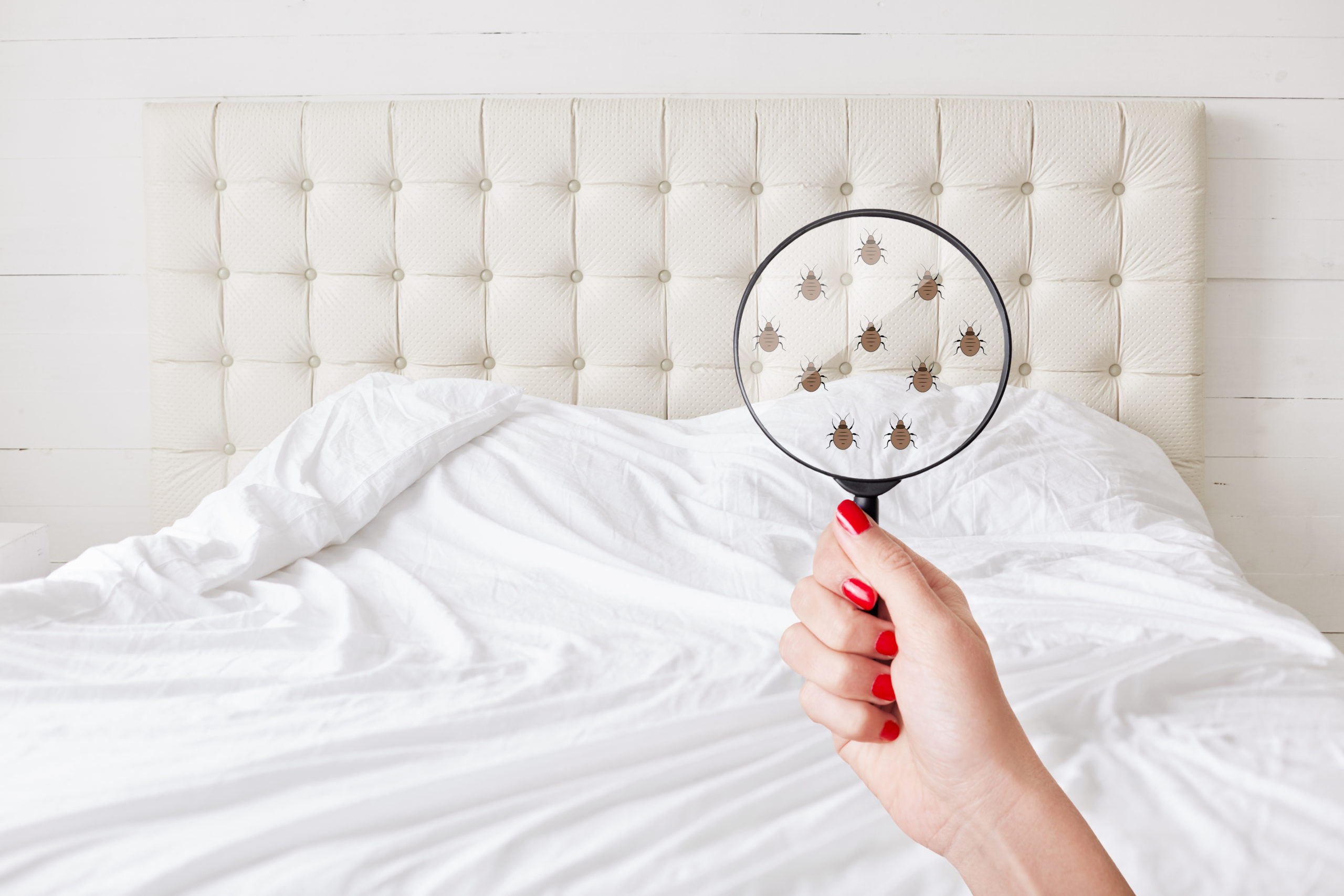 Woman Holds Lens, Shows There Are Bugs in Bedclothes