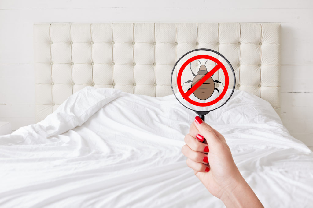 preventing bed bugs