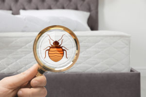 Woman With Magnifying Glass Detecting Bed Bugs on Mattress
