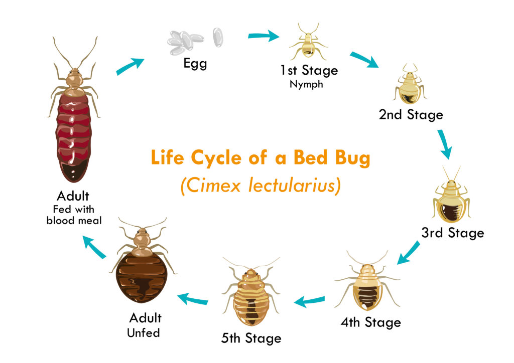 what do bed bugs look like