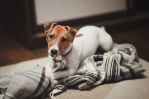 Dog Breed Jack Russell Chewing on a Plaid Bedspread Puppy Sleeping on His Bed