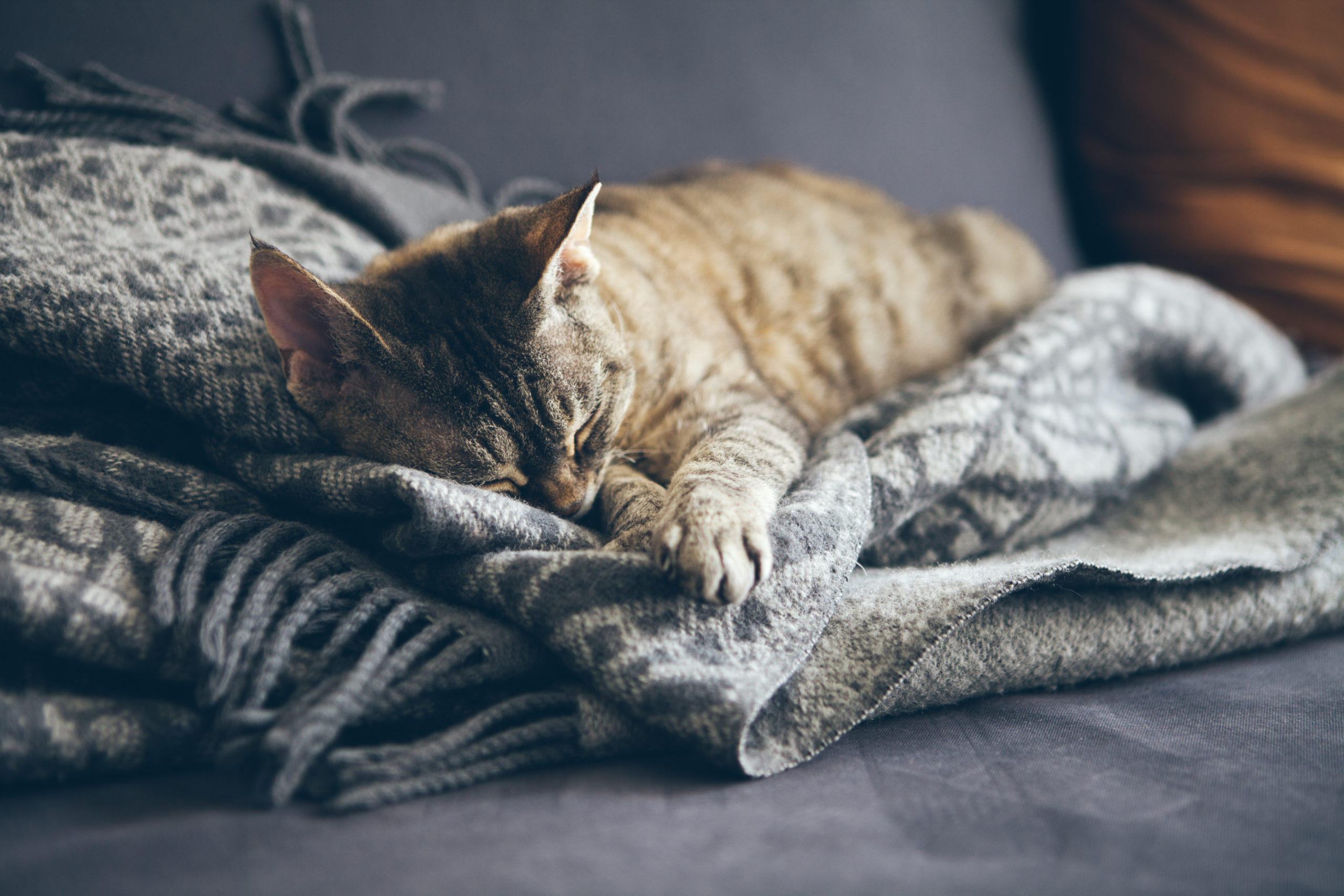 Tabby Cat Sleeping on Gray Plaid Wool